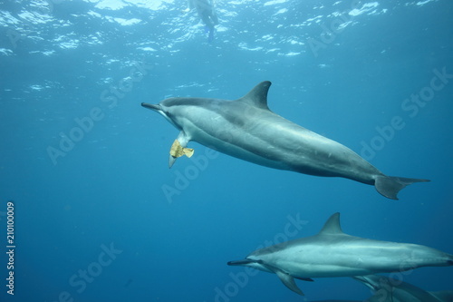 Underwater spinner dolphin encounter  Hawaii