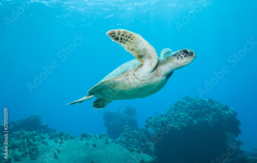 Diving with a curious green sea turtle in blue water