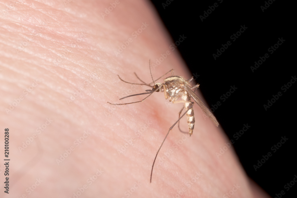 Obraz premium Hungry mosquito, about to bite