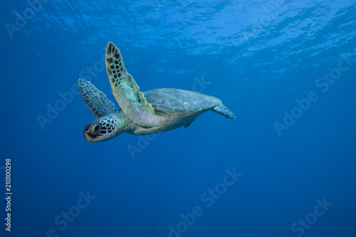 Underwater Green Sea Turtle encounter in crystal clear tropical ocean