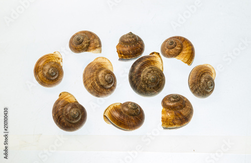 Group of shell on white background.