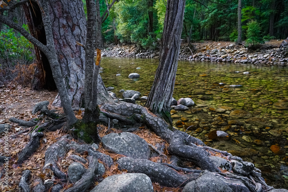 Ponderosa Pine Roots and Picturesque Mountain Stream in Yosemite National Park Ponderosa Pine Roots and Picturesque Mountain Stream in Yosemite National Park