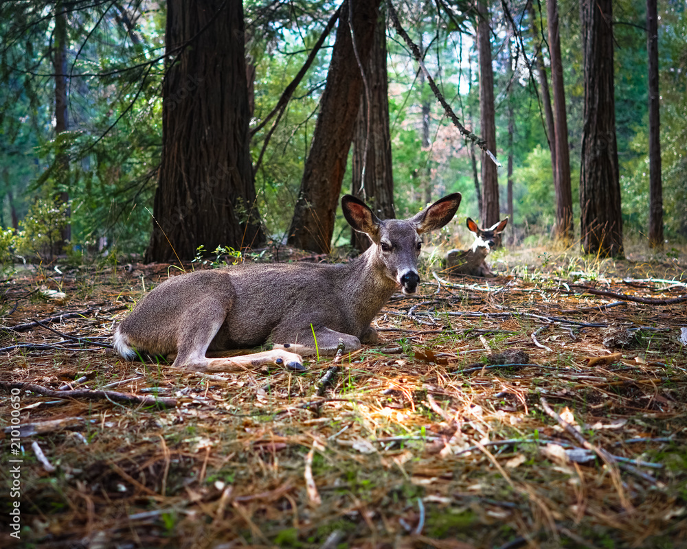Mother Deer and Fawn Laying Down on Yosemite Forest Floor
