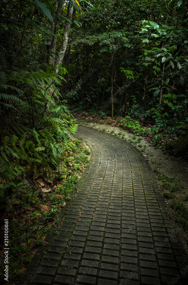 Cobblestone Walkway in a Lush Singapore Jungle