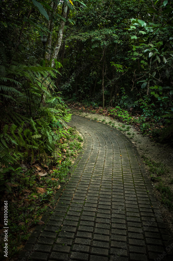 Cobblestone Walkway in a Lush Singapore Jungle Cobblestone Walkway in a Lush Singapore Jungle