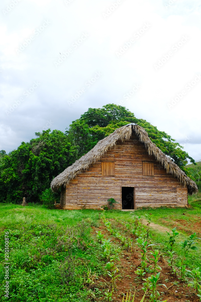 Vinales, Cuba, House drying tobacco leaves Vinales, Cuba, House drying tobacco leaves
