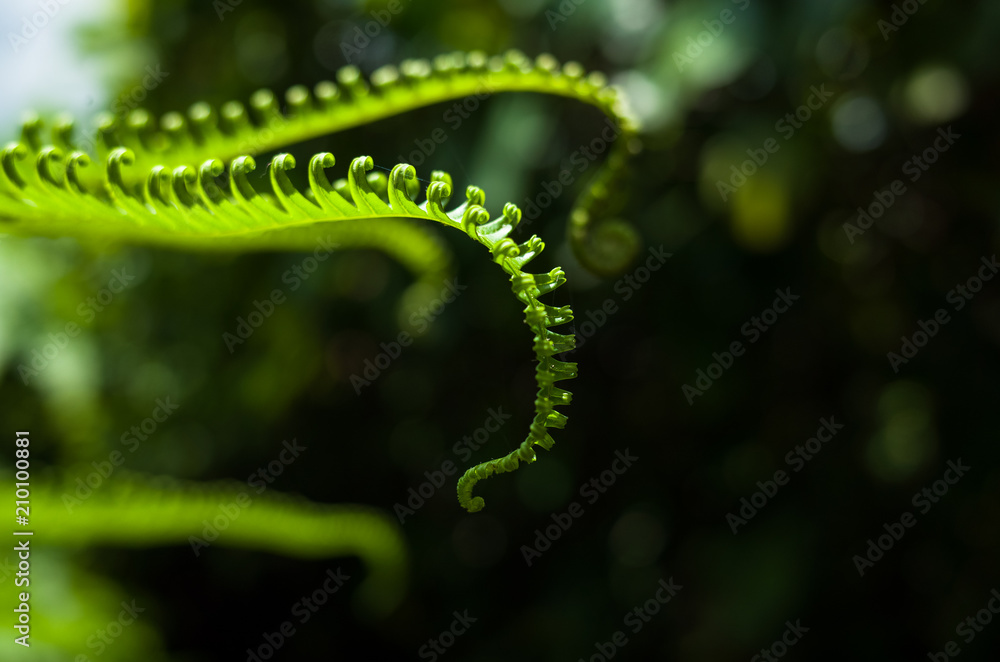 Unfurling Fern With Octopus Tentacle Like Shape - Macritchie Reservoir, Singapore Unfurling Fern With Octopus Tentacle Like Shape - Macritchie Reservoir, Singapore