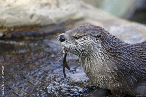 Otter in the water eats fish