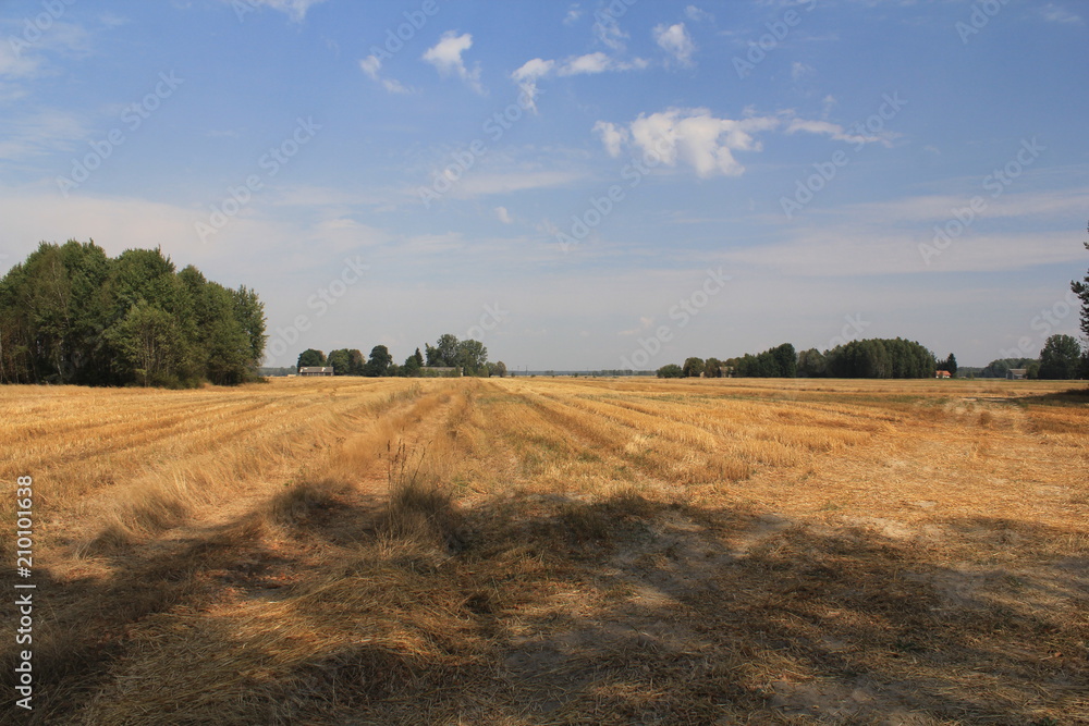 Fototapeta premium Agriculture, beauty in Nature, cloud-sky, day, environment, Field, Grass, Growth, Land, landscape, Nature, no people, non-urban scene, outdoors, Plant, rural scene, scenics-nature, sky, tranquil scene