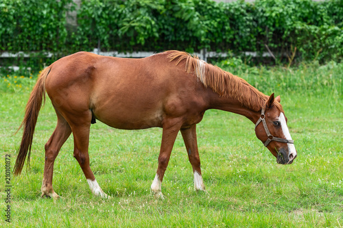 Brown Horse on a Field.