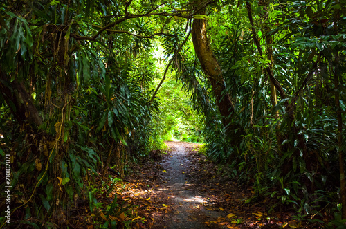 Exotic Jungle Archway on Singapore Hiking Trail photo