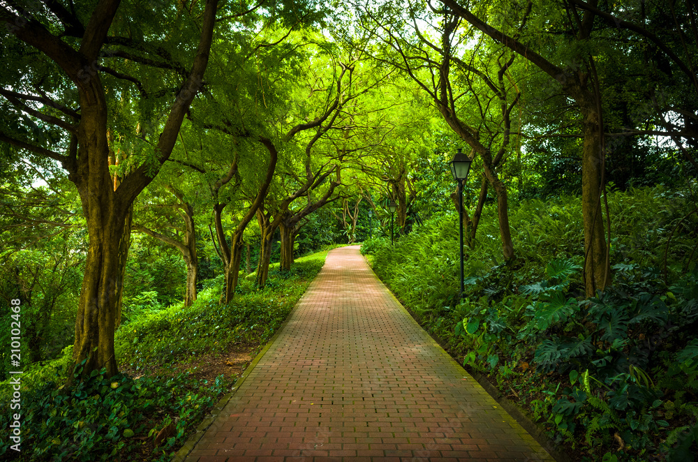 Tree Lined Walkway Into the Woods in Singapore Tree Lined Walkway Into the Woods in Singapore