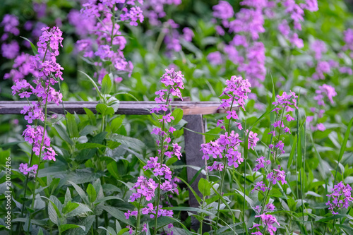 Vespers night violet