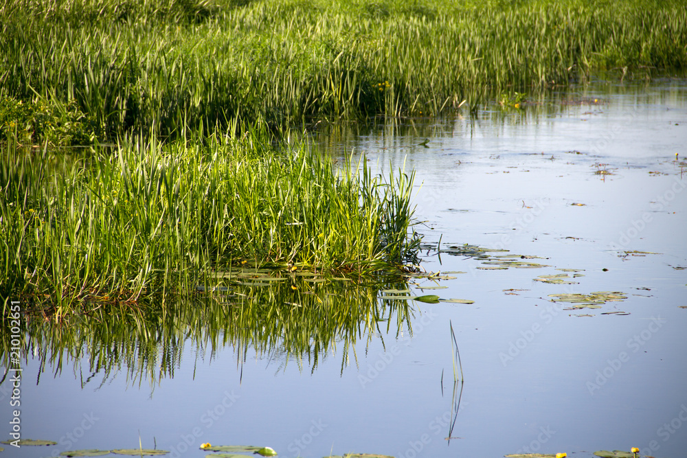 small European river on a summer sunny morning small European river on a summer sunny morning
