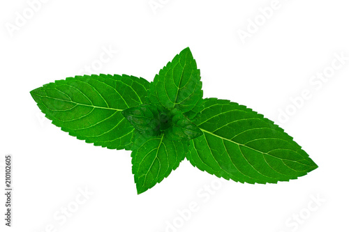 Mint herb leaf on white