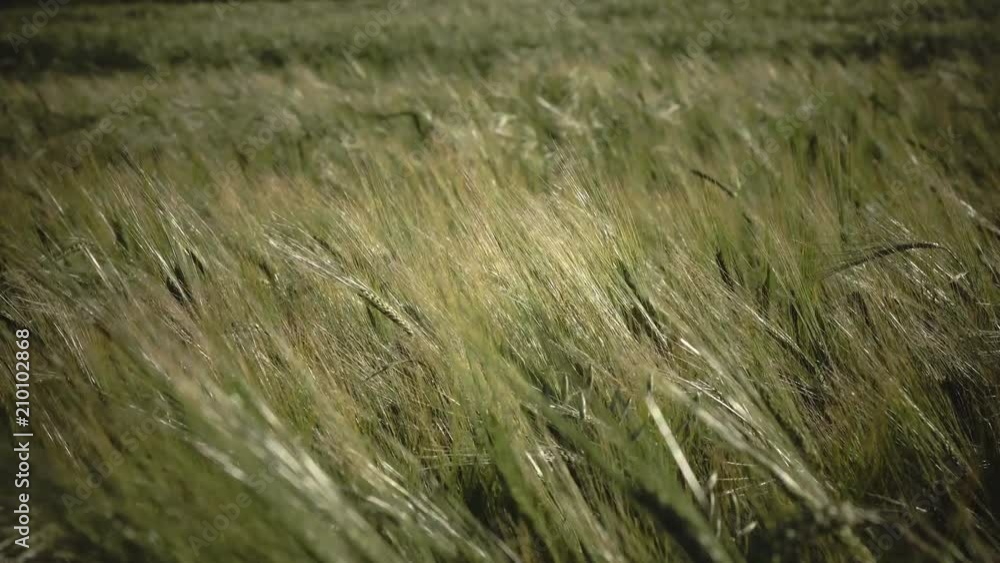 Wind swings ears of ripe wheat and a rye in summer sunny day, Close up Wind swings ears of ripe wheat and a rye in summer sunny day, Close up