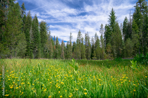 Green Forest Meadow With Yellow Wild Flowers - Yosemite National Park, California  © nathanallen