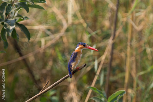 Malachite kingfisher, Botswana © robin
