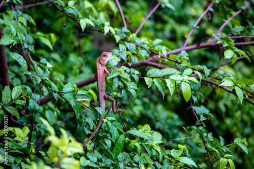 The oriental garden lizard, eastern garden lizard or changeable lizard on the tree in the garden after the rain. © AtjananC.