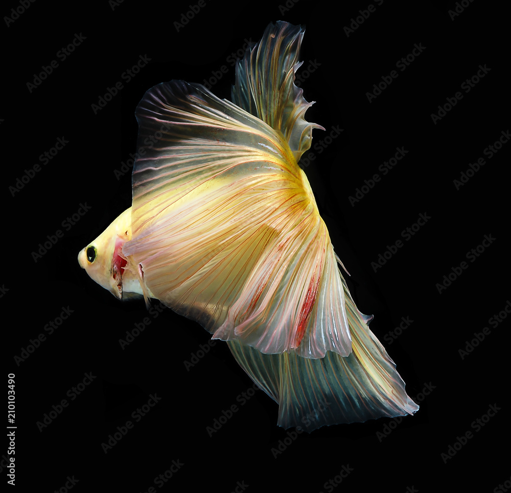 Fototapeta premium light and shadows ..siames fighting fish..betta splendens.