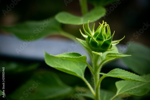 The sunflower bud. The closeup photo of green and natural flower in the garden. © AtjananC.