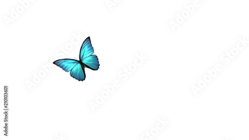 Flight and landing of a blue butterfly on a white background with a separate alpha channel.