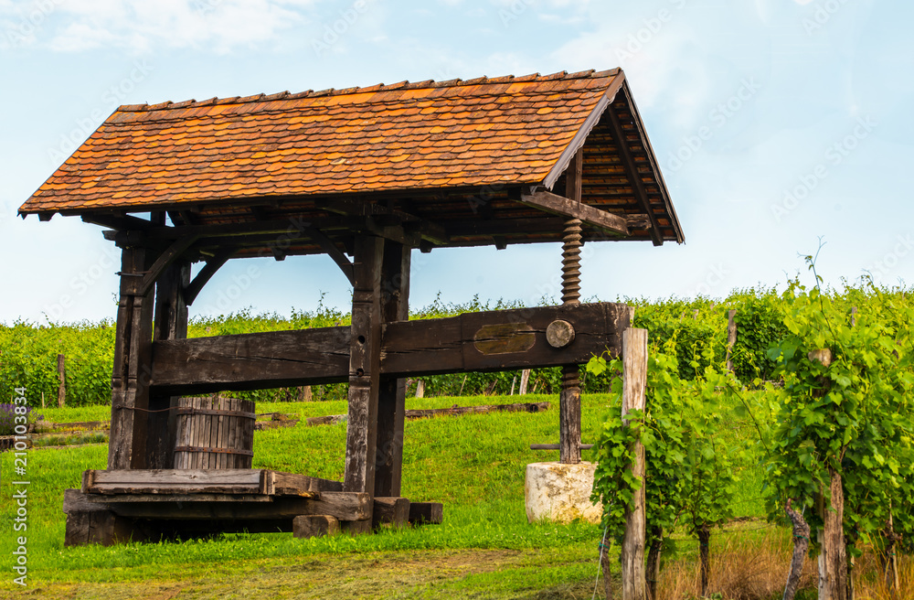 Traditional old grapes, vine press in vineyard Traditional old grapes, vine press in vineyard