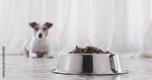 Dog is waiting at the bowl for permission to eat in the defocus, runs up to the stern and eats. Funny young beautiful dog with an appetite quickly eats food in the interior of modern apartment