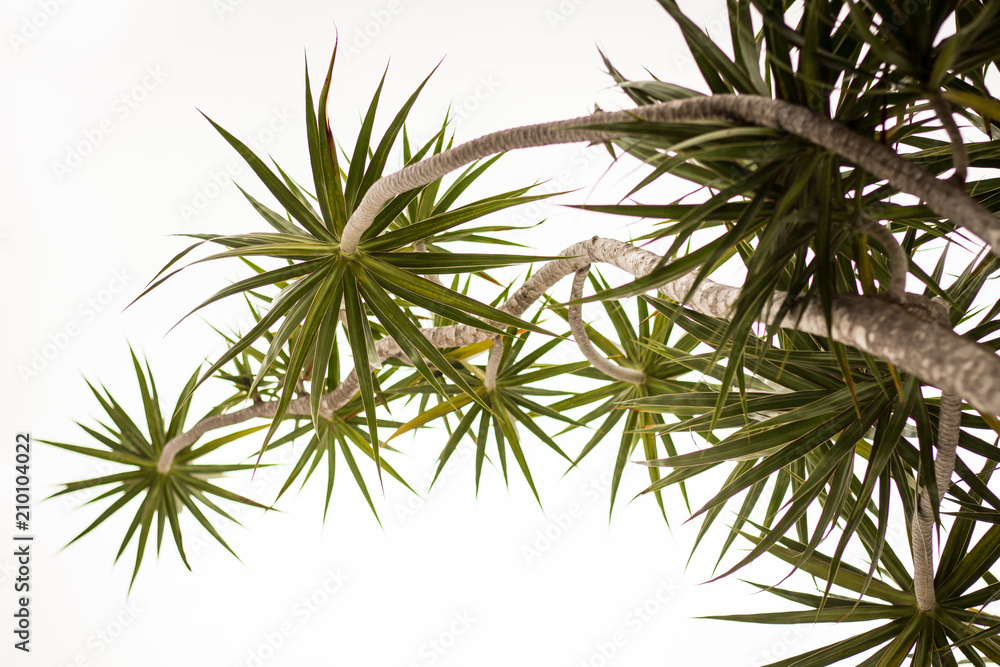 Tree branches with white background Tree branches with white background