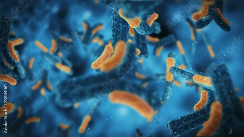 antibodies attack the virus in the inside of the human body