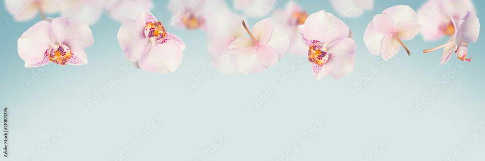 Fototapeta premium Tło niebieskie tropikalne lato z spadające kwiaty orchidee