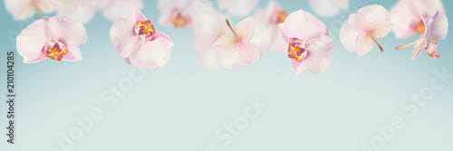 Blue tropical summer background with falling orchids flowers