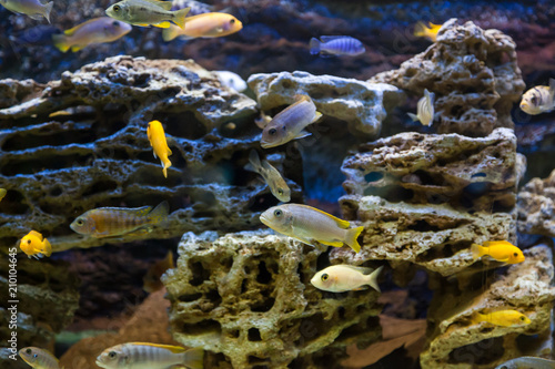 Fototapeta Naklejka Na Ścianę i Meble -  Close-up of  many fishes: aphyocharax rathbuni  floating and looking at the camera in an aquarium