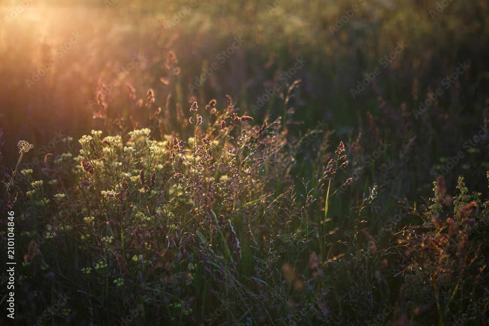 Meadow grass is illuminated by the rays of the sun