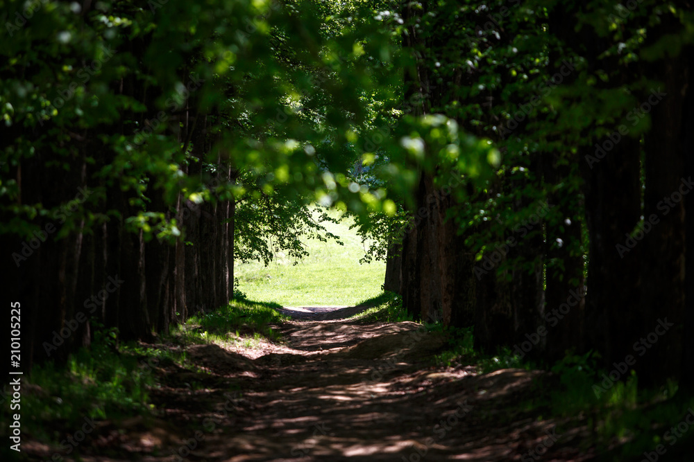 Obraz premium The dark lime avenue in the summer