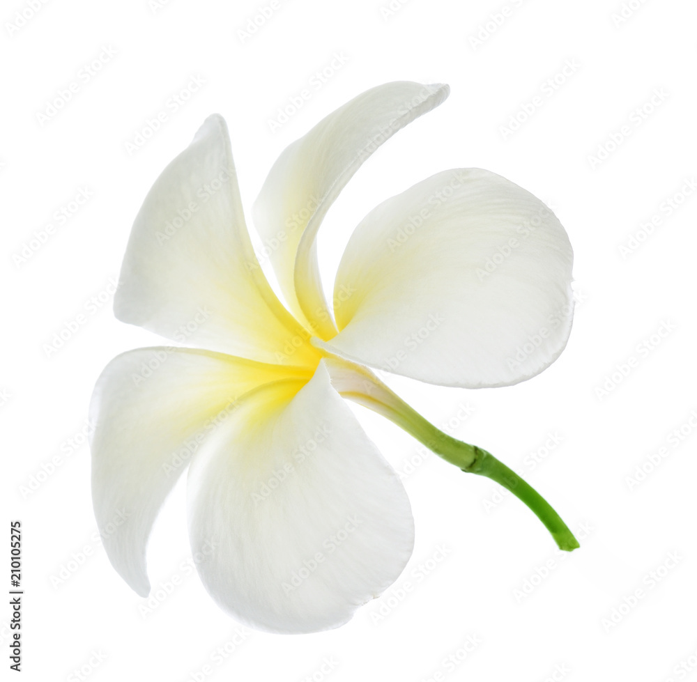 Frangipani flower on white background Frangipani flower on white background