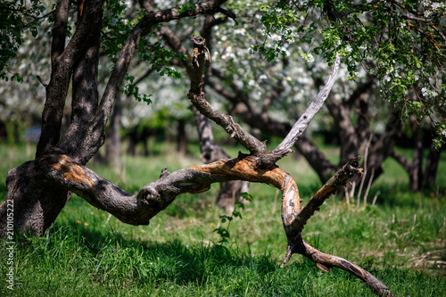 Curved branches in an apple orchard