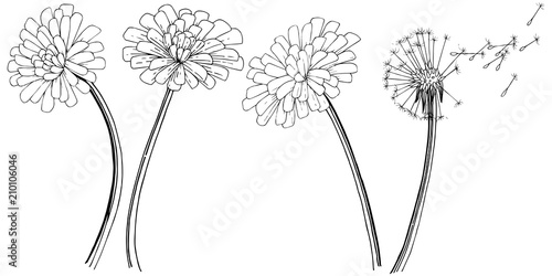 Dandelion in a vector style isolated. Full name of the plant: dandelion. Vector flower for background, texture, wrapper pattern, frame or border.