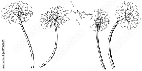 Dandelion in a vector style isolated. Full name of the plant: dandelion. Vector flower for background, texture, wrapper pattern, frame or border.