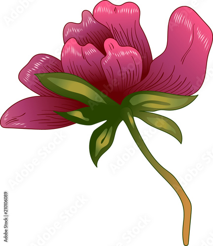 Pink peony flower in a vector style isolated. Full name of the plant: peony. Vector flower for background, texture, wrapper pattern, frame or border.