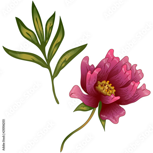 Pink peony flower in a vector style isolated. Full name of the plant: peony. Vector flower for background, texture, wrapper pattern, frame or border.