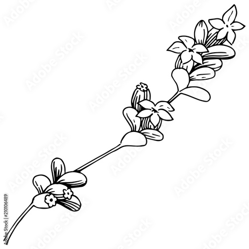 Lavender  flower in a vector style isolated. Full name of the plant: lavender. Vector flower for background, texture, wrapper pattern, frame or border.