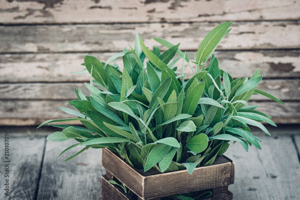 Obraz premium Salvia officinalis. Szałwia pozostawia na starym drewnianym stole. Szałwia ogrodowa. Rustykalne drewniane pudełko i ręcznie robiona koronka. Zdjęcie magazynu retro. Skopiuj miejsce