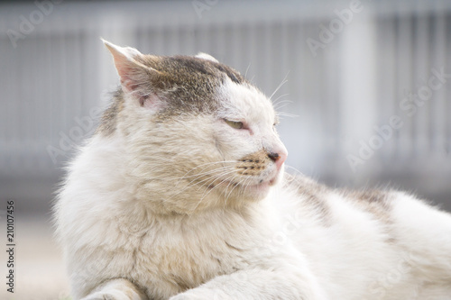 Fototapeta Naklejka Na Ścianę i Meble -  老猫 Old cat