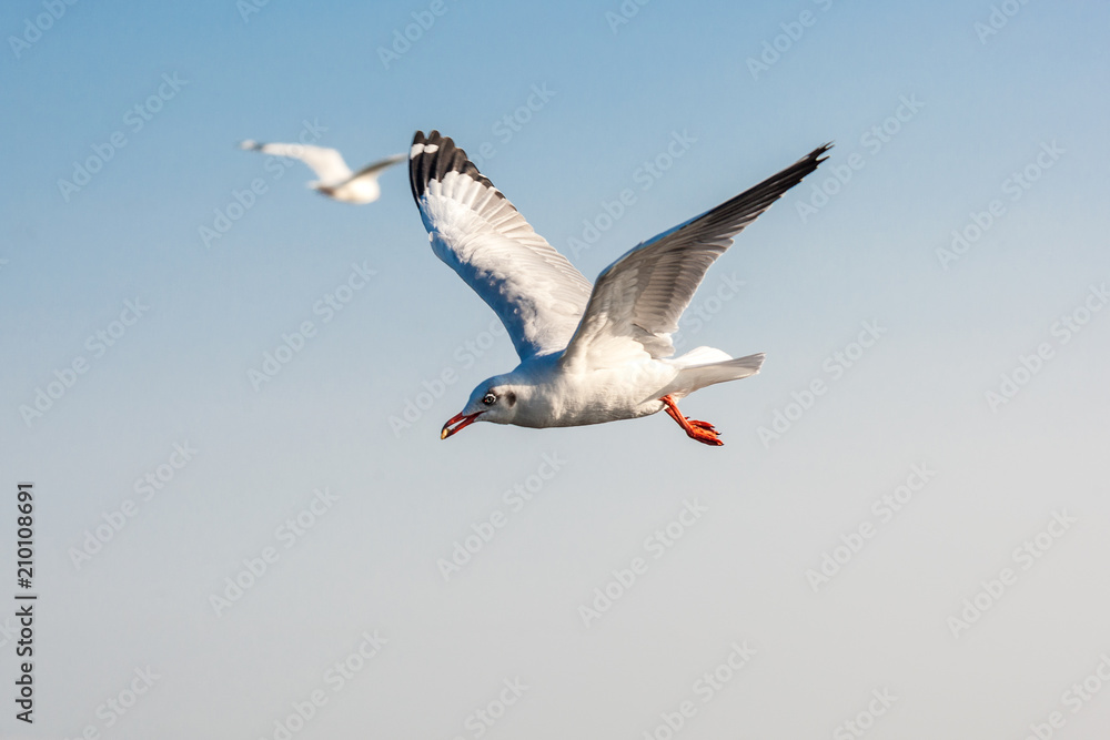 Obraz premium Seagull flying above the sea freely at Bangpoo Thailand.