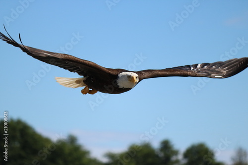 Eagle's Soar