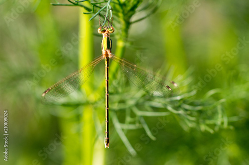 Dragonfly Calopteryx splendes (Odonata) lit by rays of setting sun sitting on daisy flower, green background. Beautiful nature scene dragonfly. Showing of eyes and wings detail. Copy space for text