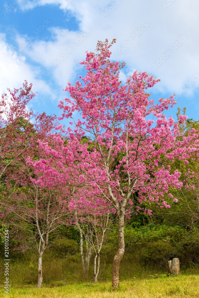 Beautiful of pink Cherry blossom flower or Sakura flower Beautiful of pink Cherry blossom flower or Sakura flower