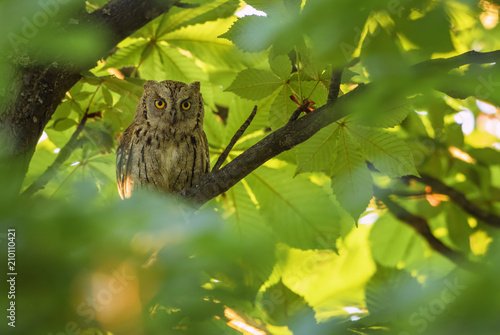 Scops Owl - Otus scops, beautiful small owl from European forests and woodlands, Eastern Rodope Mountains, Bulgaria.