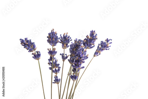 lavender flower isolated on the white